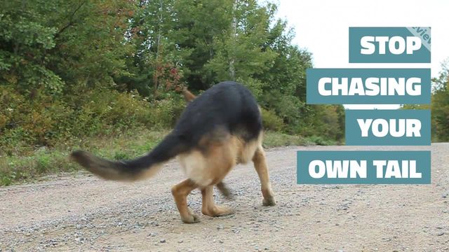 STOP CHASING Video Template