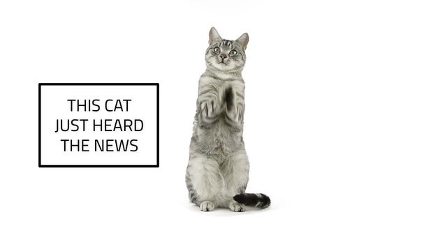 ON THE NEWS Video Template