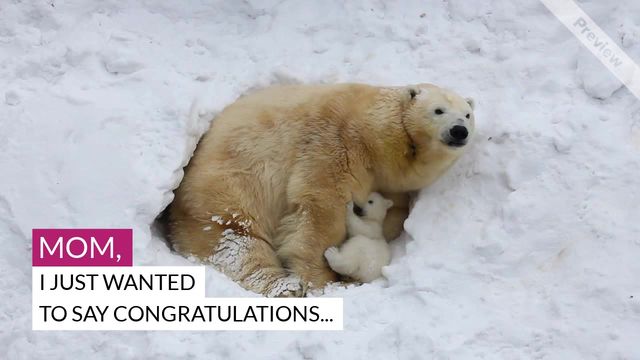 Congratulations  Video Template