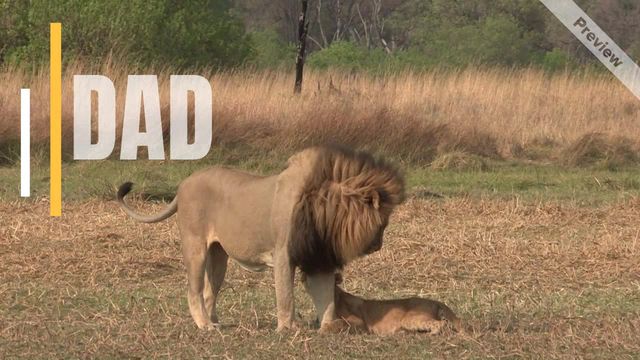 LION KING Video Template