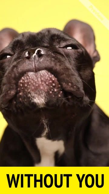 Adopt Me Video Template