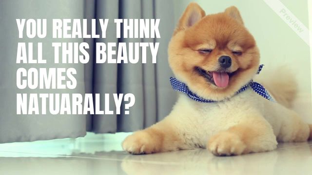 DOG GROOMING Video Template