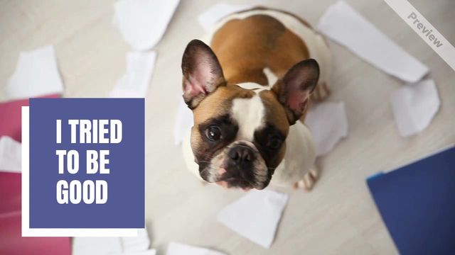 GOT BORED Video Template