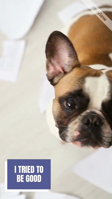 GOT BORED #2 Video Template