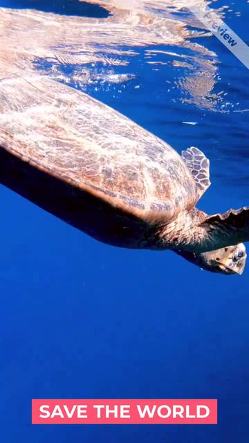 save the world  Video Template