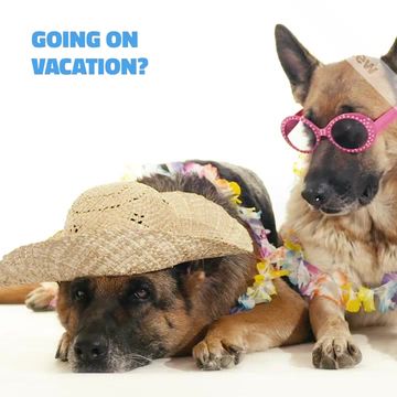 Dog Hotel Video Template