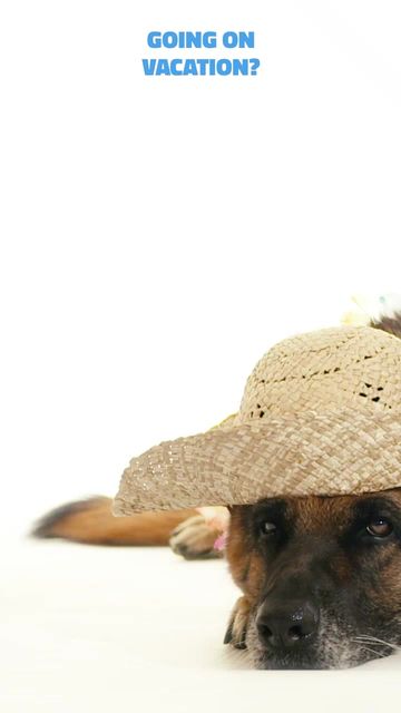 Dog Hotel Video Template