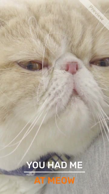 YOU HAD ME Video Template