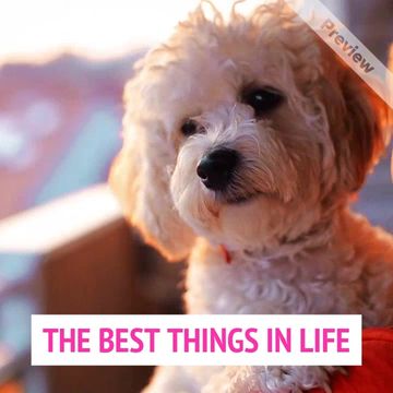 Best Thing Video Template