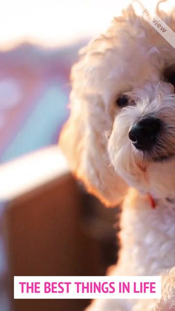 Best Thing Video Template