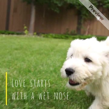 Running Dog Video Template