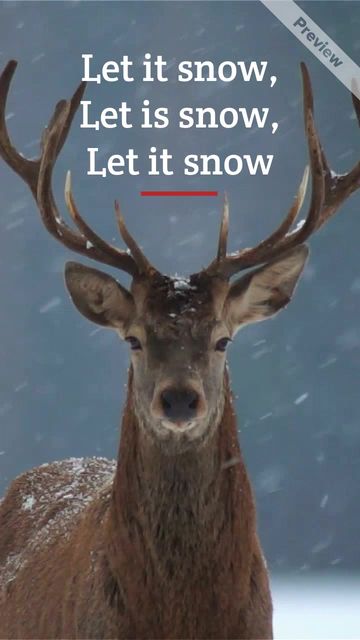 LET IT SNOW  Video Template