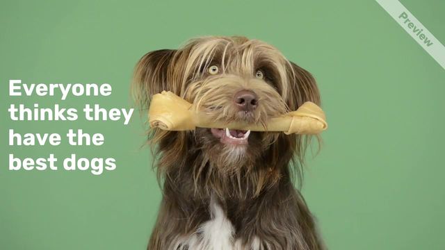 #WoofWednesday Video Template