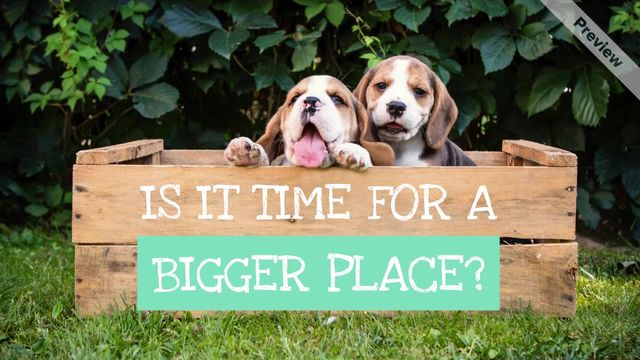 Pup Eyes Video Template