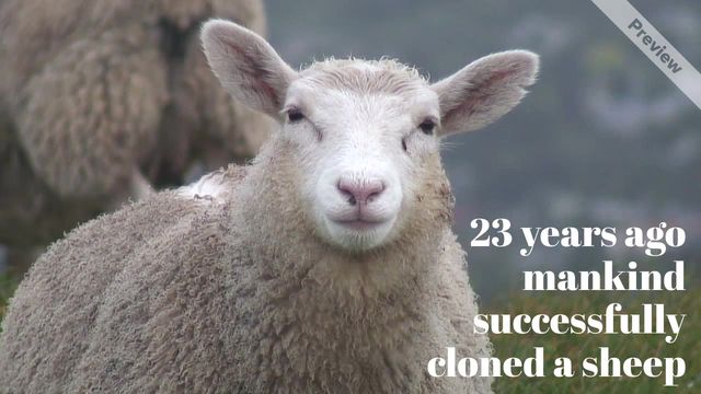 FlashBackFriday Video Template