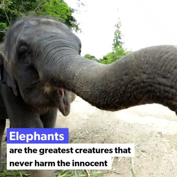 Elephants Video Template