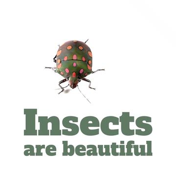 Pest Control Ad Video Template