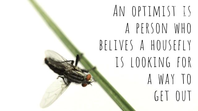 Pest Control Ads Video Template Video Template