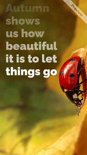 First Day of Fall Video Template