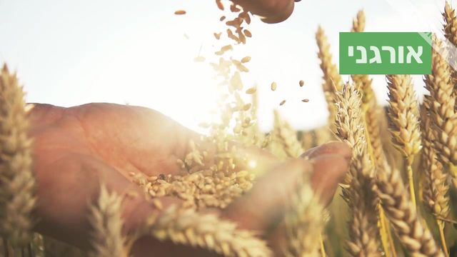 לחם Video Template