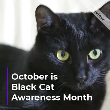 Black cat Video Template