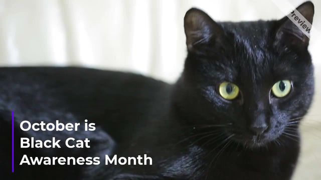 Black cat Video Template