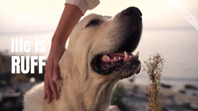 Adopt a dog Video Template