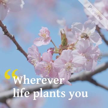 Quote of the Week Video Template