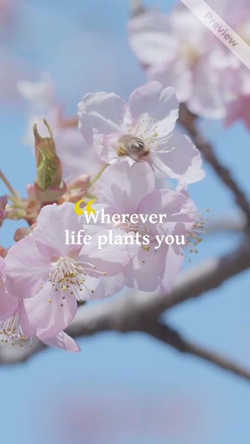 Quote of the Week Video Template