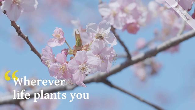 Quote of the Week Video Template