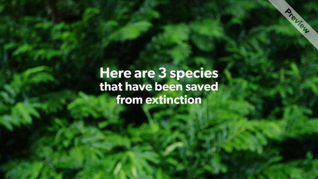 Extinct animals Video Template