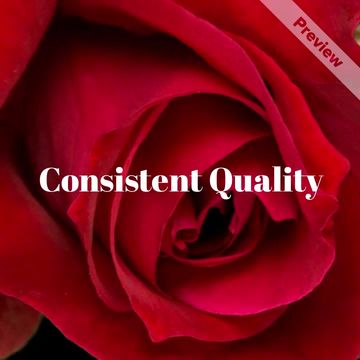 Roses Video Template