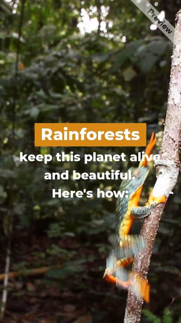 World Rainforest Day Video Template