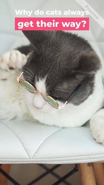 Kitten Day Video Template