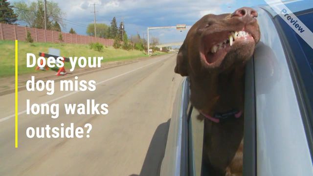 long walks Video Template