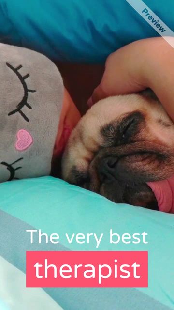 Dog day Video Template