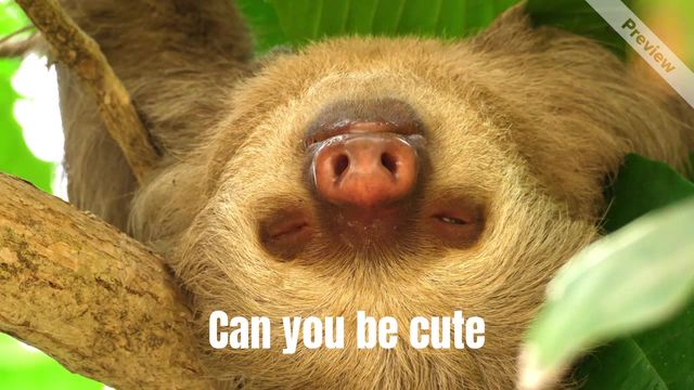 Sloth Day Video Template