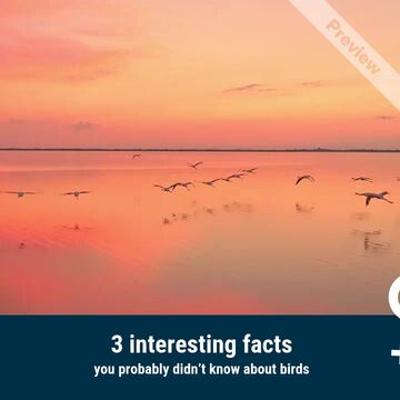 Bird Day Video Template