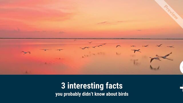 Bird Day Video Template