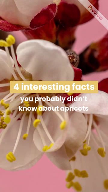 Apricot Day Video Template