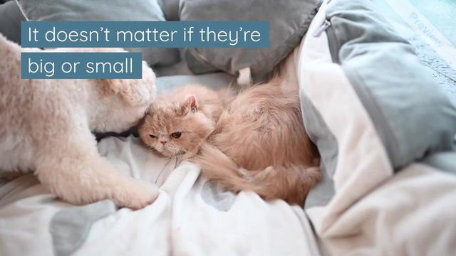 #NationalLoveYourPetDay Video Template