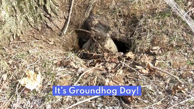 Groundhog Day Video Template