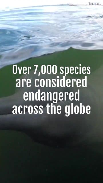 #EndangeredSpecies Video Template