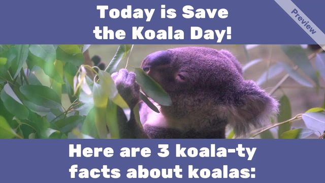 #SaveTheKoalaDay Video Template
