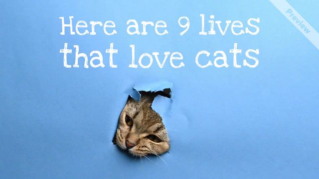 Cat Loving Celebs Video Template