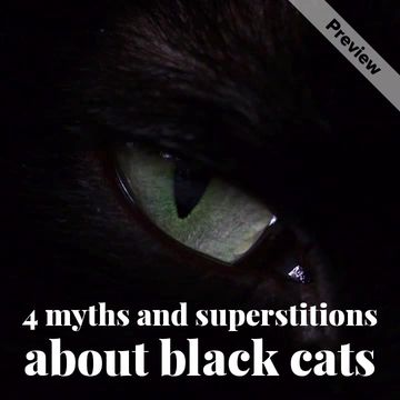 Black Cat Day Video Template