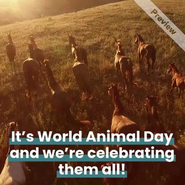 #WorldAnimalDay Video Template