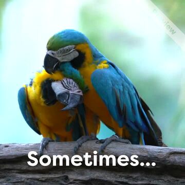 Hug Holiday | Jun 29 Video Template