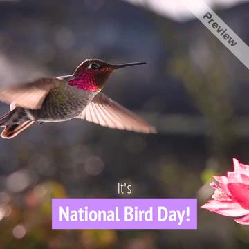 National Bird Day | Jan 5 Video Template