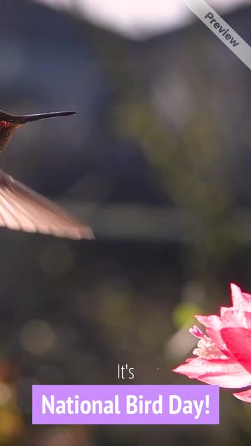 National Bird Day | Jan 5 Video Template